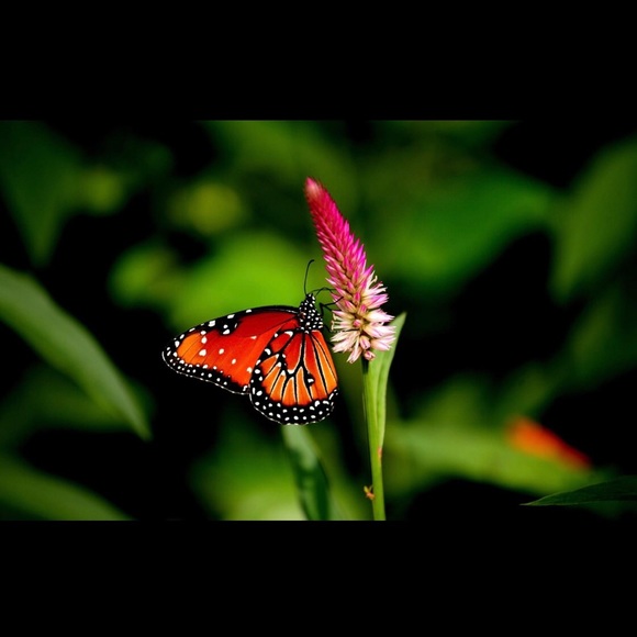 Thank You for visiting my closet!! 🌷🌸🛍🦩 - Picture 1 of 1